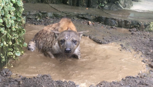 静岡市立 日本平動物園 飼育日誌