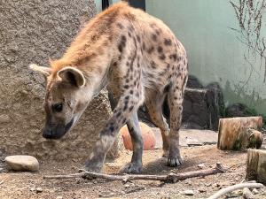 ブチハイエナ「ツキ」