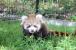 レッサーパンダの赤ちゃん①