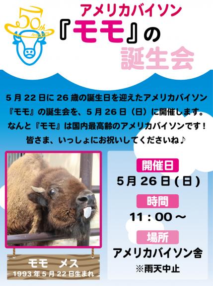 イベント アメリカバイソンの モモ の誕生会を開催します 日本平動物園 開園50周年