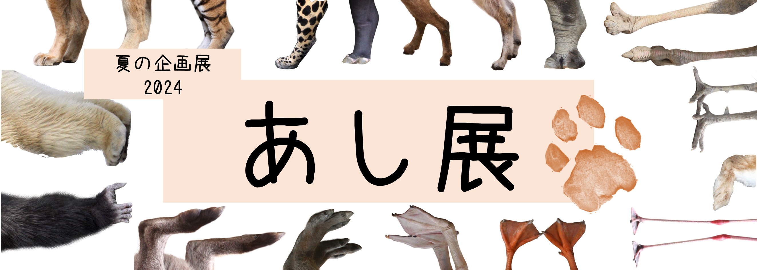 【イベント】あし展　～日本平動物園　2024年夏の企画展～(令和6年7月17日～)