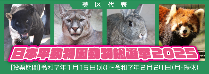 【イベント】日本平動物園 動物総選挙2025