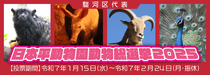 【イベント】日本平動物園 動物総選挙2025