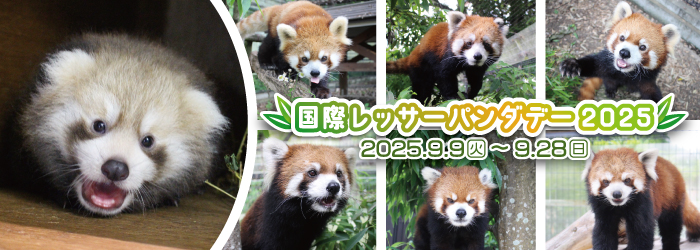 国際レッサーパンダデー2025　(令和7年9月9日～9月28日)