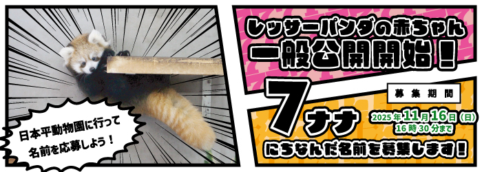 レッサーパンダの赤ちゃん一般公開開始と名前の募集!【令和7年10月15日から】