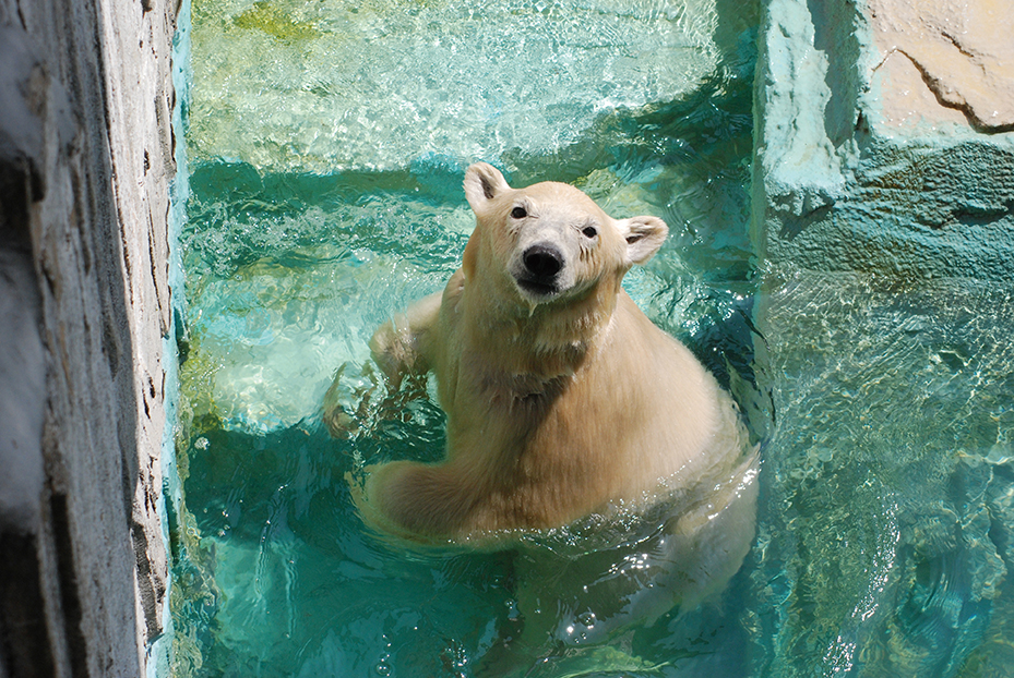 静岡市立 日本平動物園 間近でさまざまな角度から観察できる行動展示と レッサーパンダの聖地